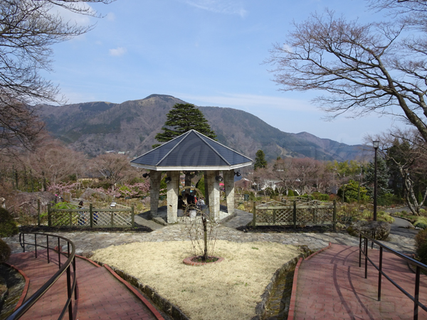箱根　強羅公園　桜