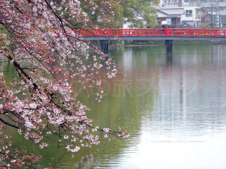 小田原城　御濠　桜