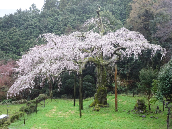 長興山の桜