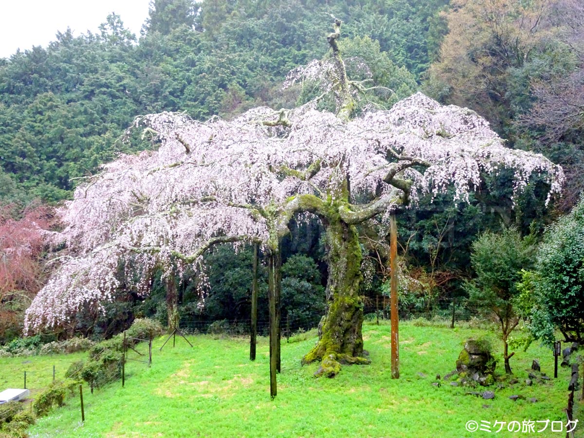 春の箱根旅 長興山の枝垂桜を見に行く