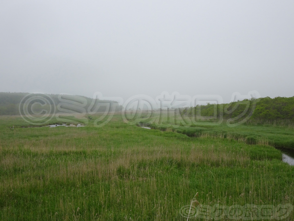 霧多布湿原　ワタスゲ