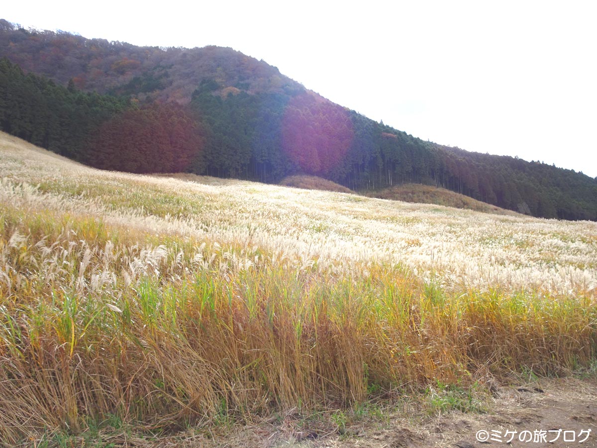 箱根仙石原のススキ草原：観光ポイント