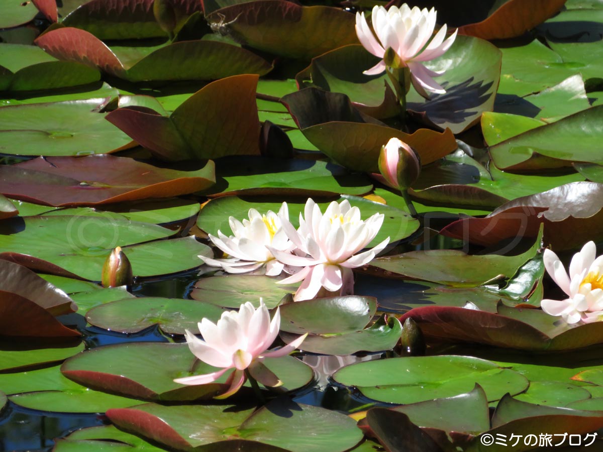 「水源の森　多目的保安林」の観賞池の蓮の花