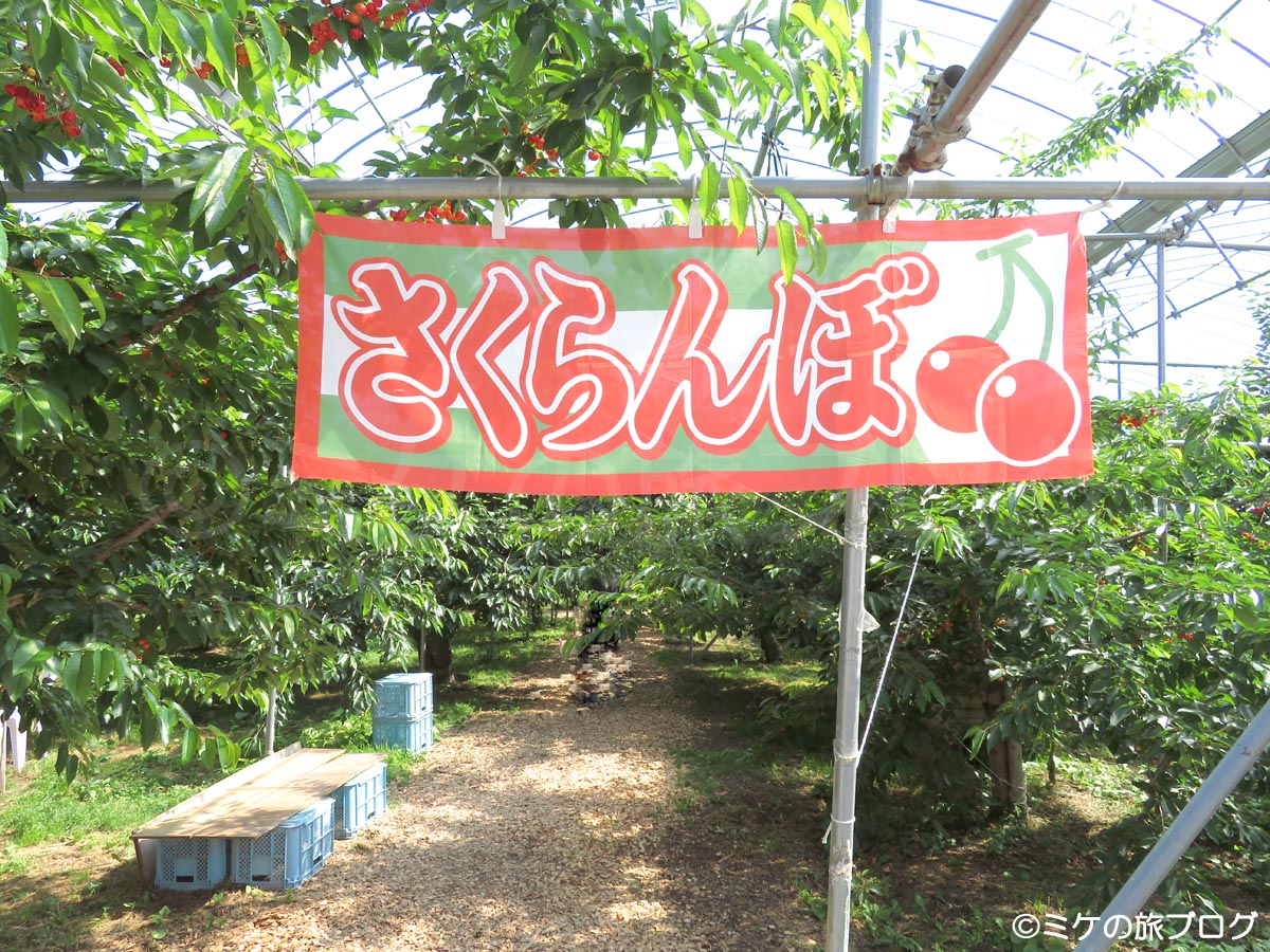 ニトリ観光果樹園　さくらんぼの看板