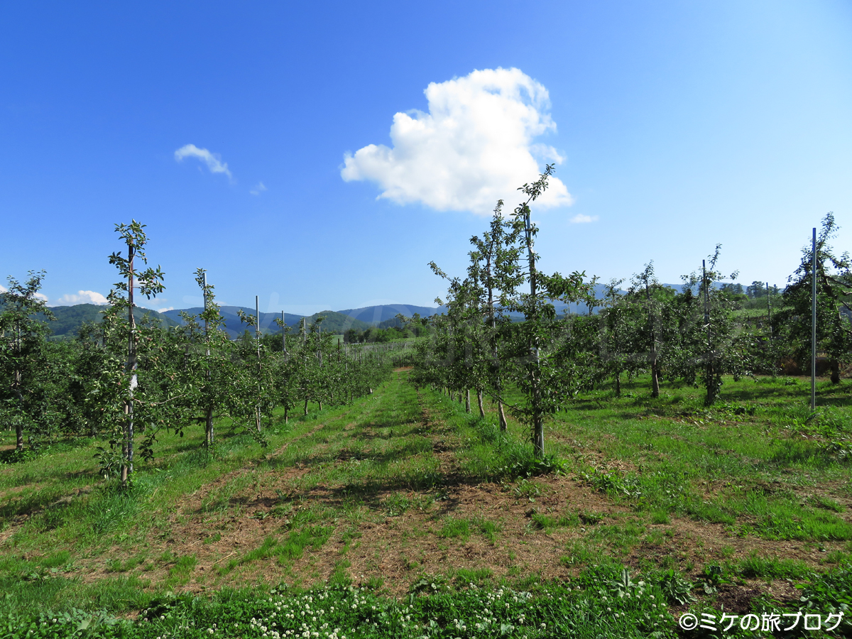 ニトリ観光果樹園のりんご畑