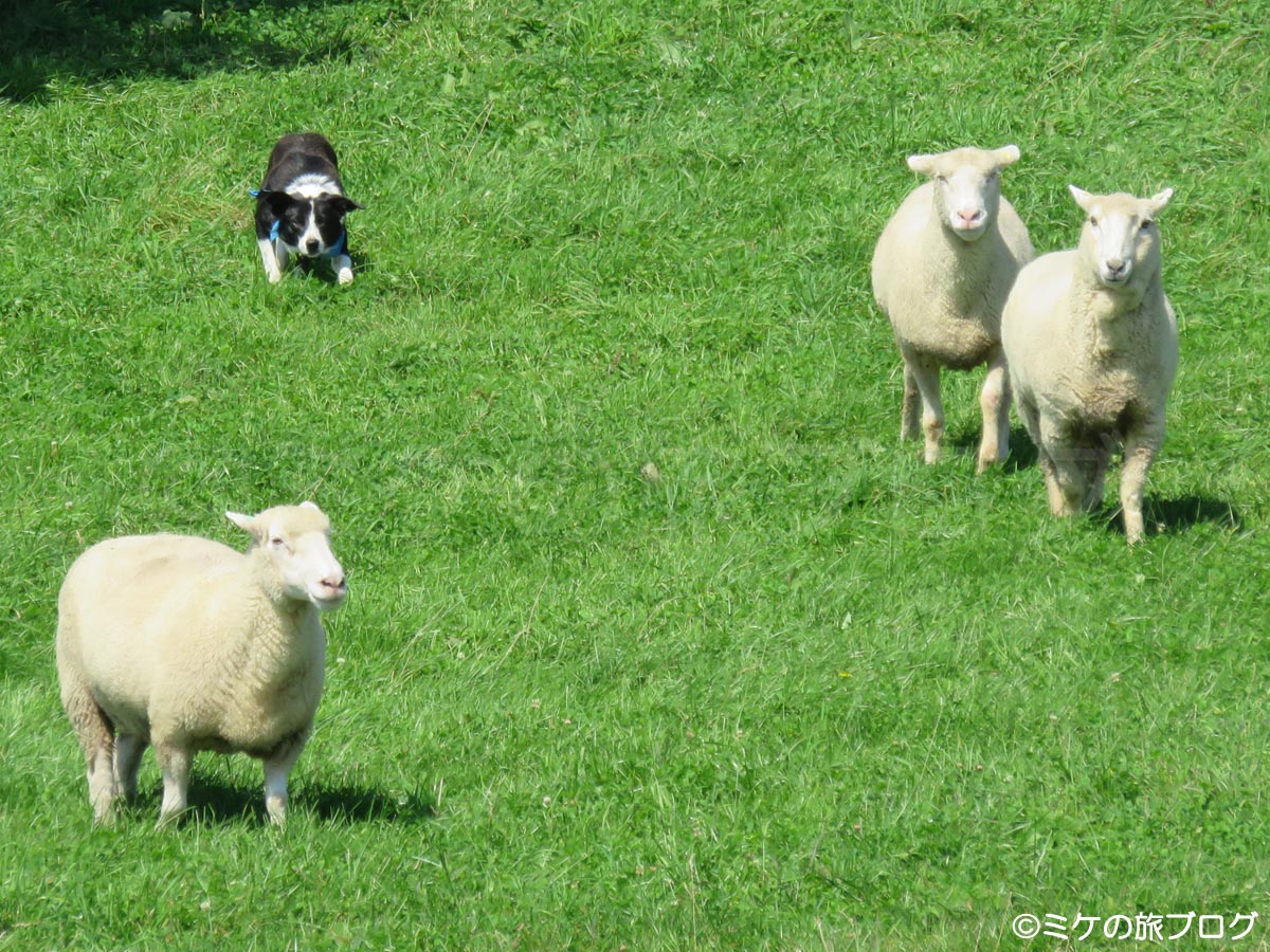 みどりの牧場ショーの牧羊犬と羊たち