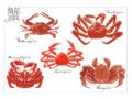 日本の蟹の種類