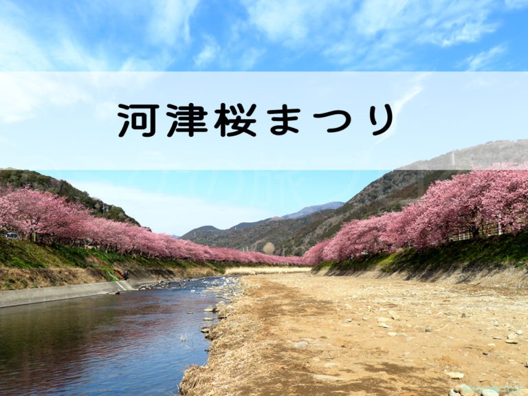 河津桜並木の写真