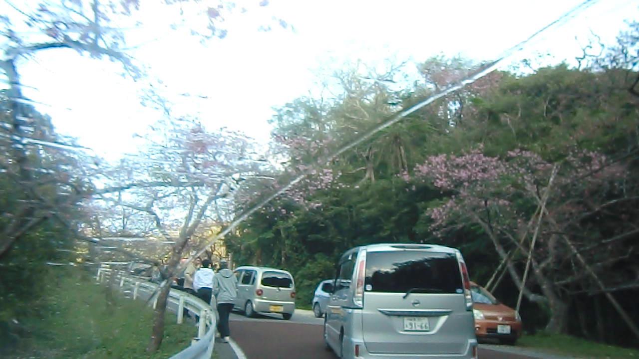 もとぶ八重岳桜まつりの道路