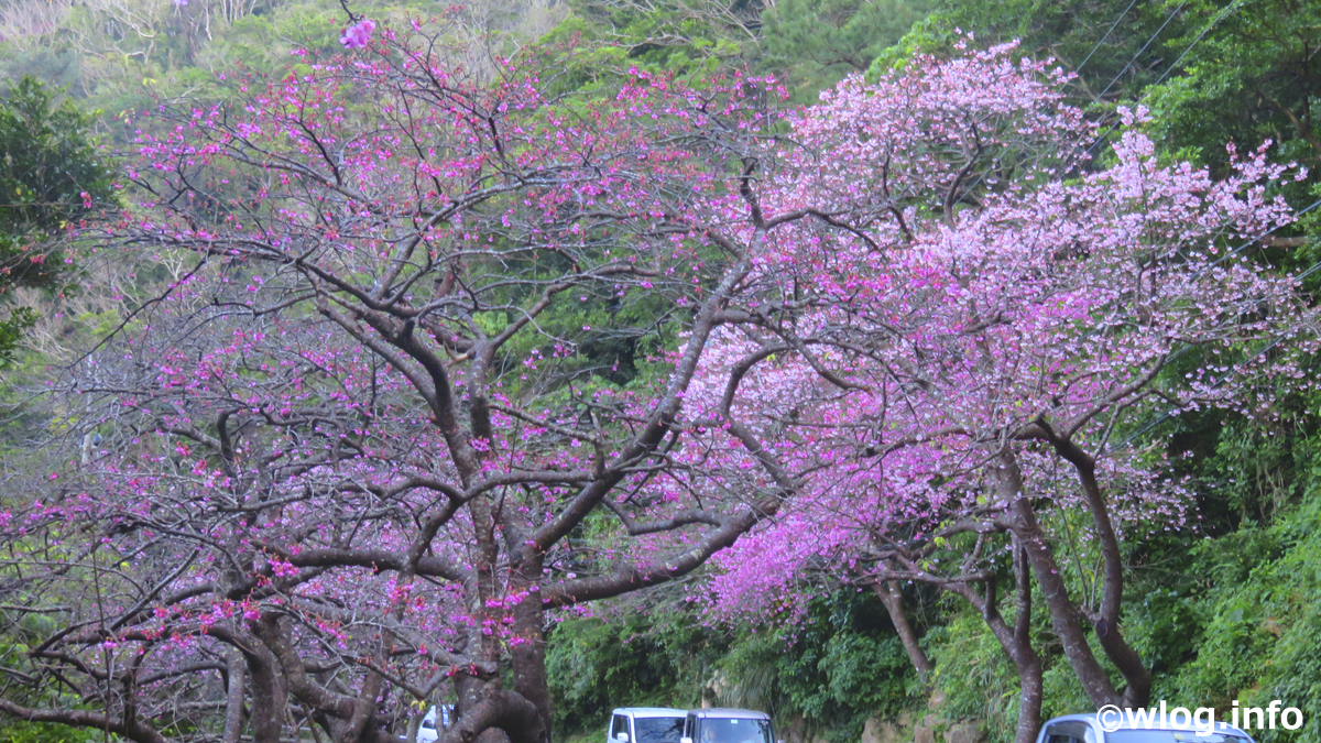 もとぶ八重岳桜まつりの桜